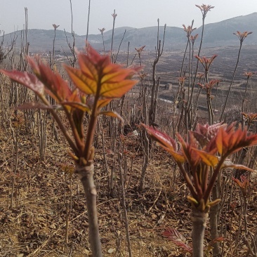 香椿芽产地批发中心，红油香椿芽上市了，望新老客户前来批发