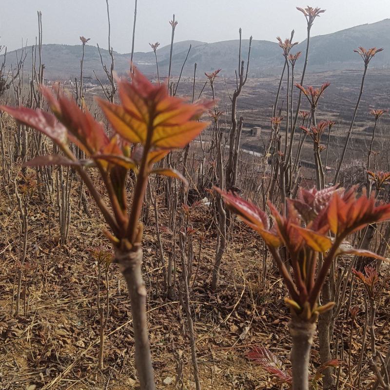 香椿芽产地批发中心，红油香椿芽上市了，望新老客户前来批发