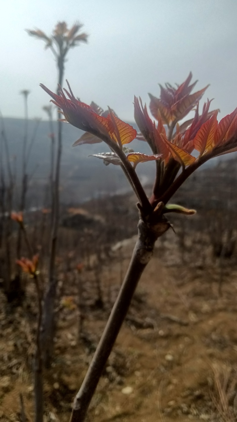 香椿芽产地批发中心，红油香椿芽上市了，望新老客户前来批发