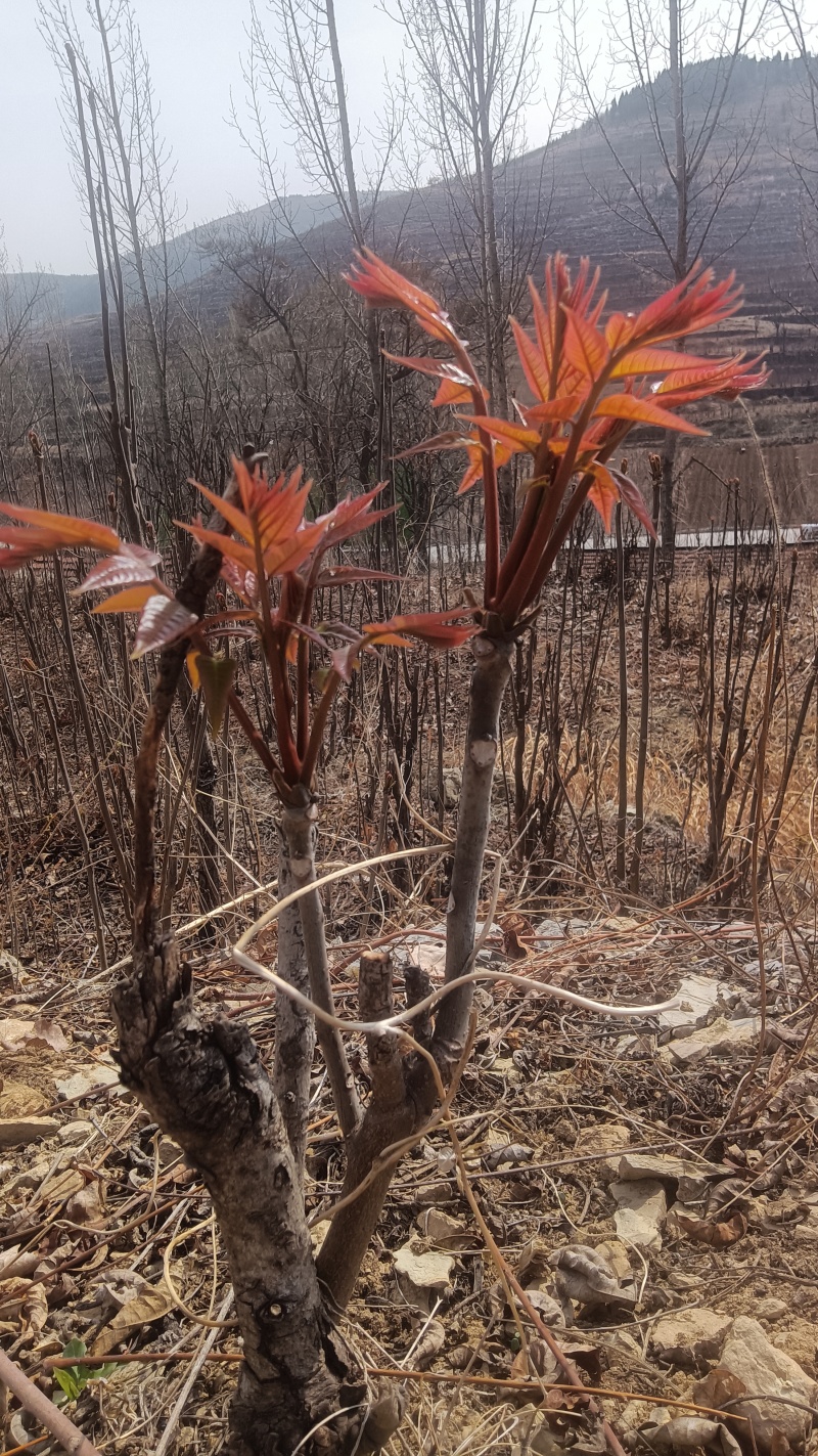 香椿芽产地批发中心，红油香椿芽上市了，望新老客户前来批发