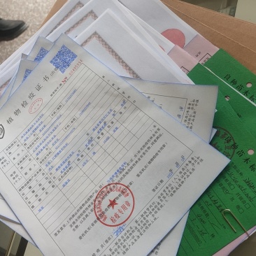 湘淋优质苗