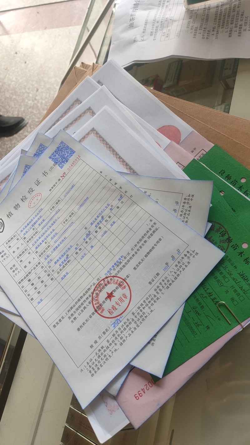 湘淋优质苗