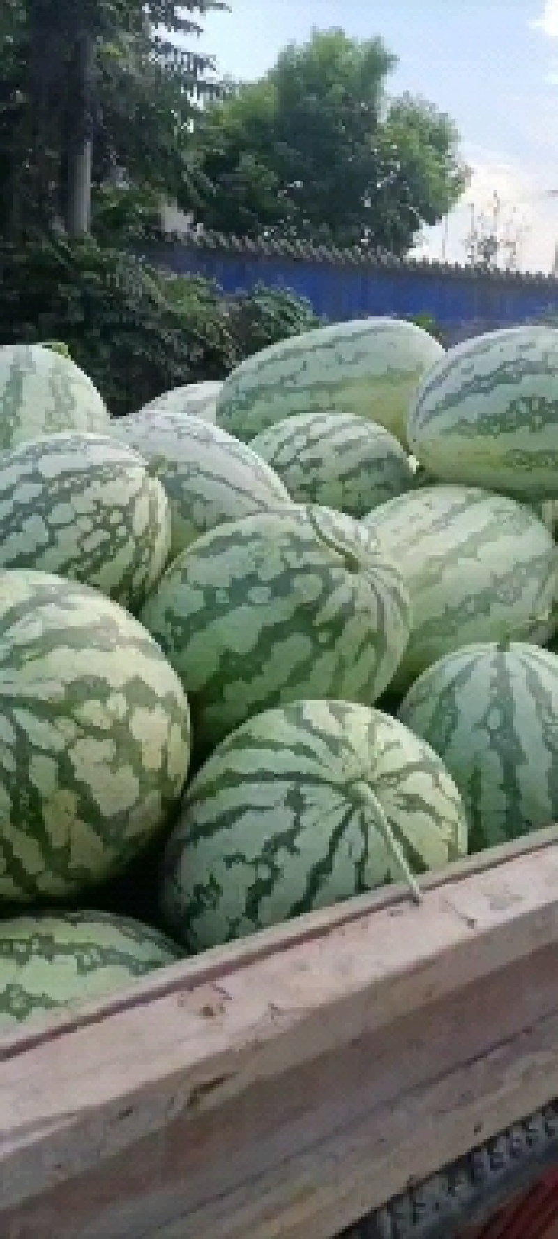 沙漠王子，西瓜种子，大红壤，口感甜脆，个头均匀，易管理。