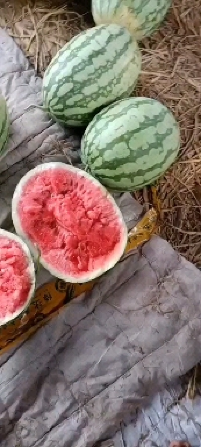 沙漠王子，西瓜种子，大红壤，口感甜脆，个头均匀，易管理。