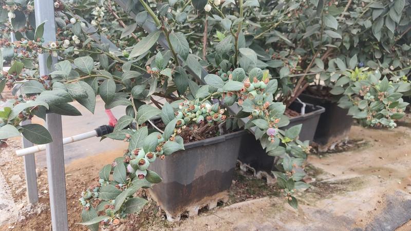 蓝莓专用基质100升酸性泥炭基质蓝莓栽培基质