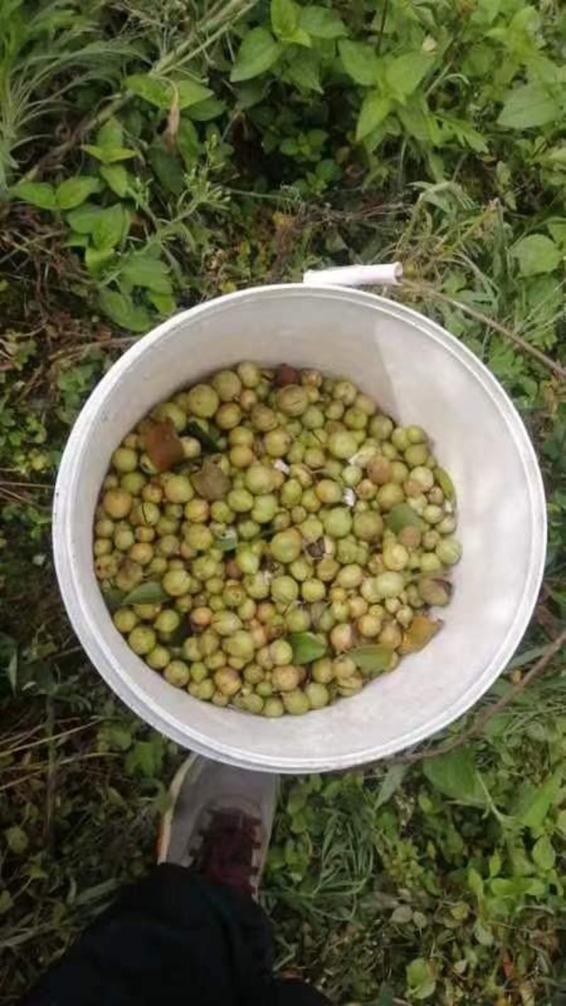 高山日照老桩山茶树（纯野生小果）山茶油价格美丽，需要联系