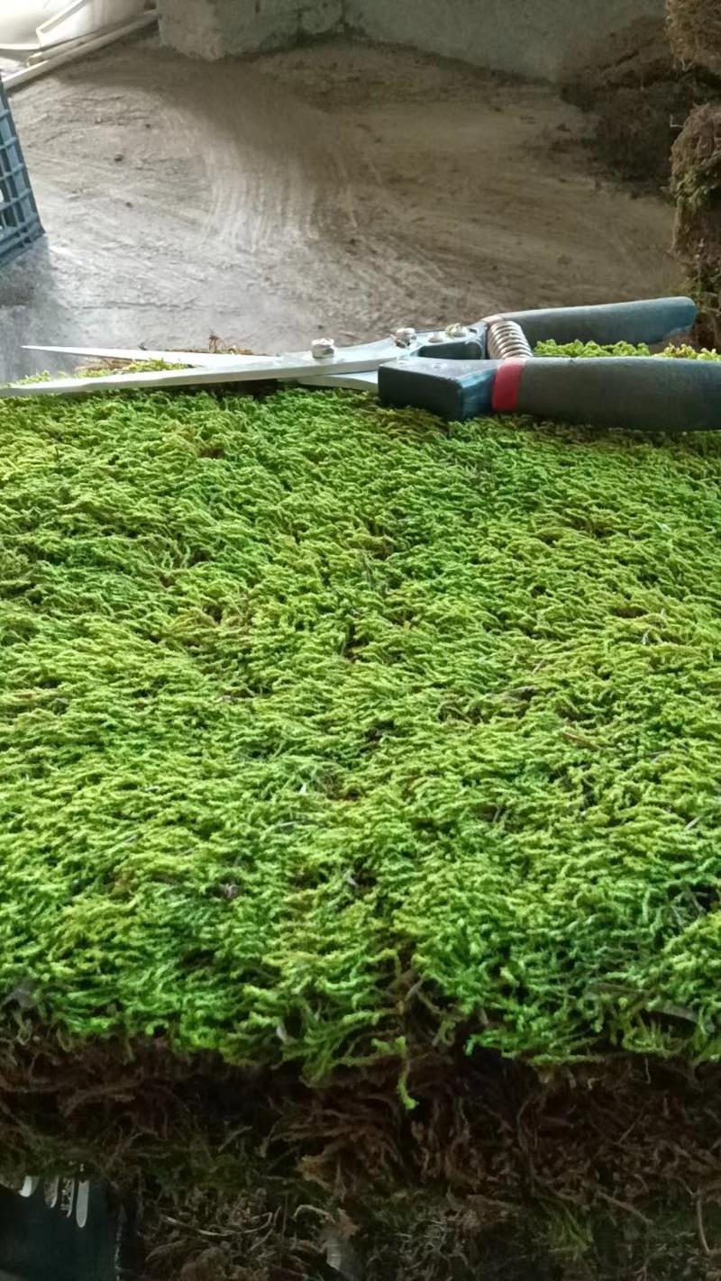 贵州山苔藓批发