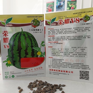 大果型甜王品种荣耀V8甜王西瓜种子抗病高产