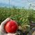 泗县普罗旺斯沙瓤口感西红柿供应全国欢迎来电