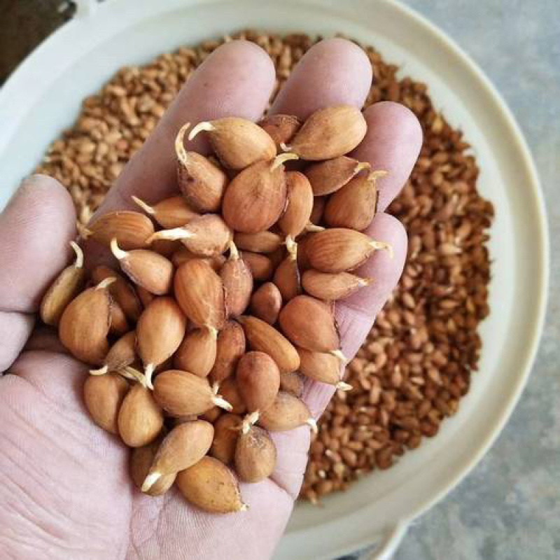 桃芽桃仁毛桃芽，育苗专用2026年鲜桃芽