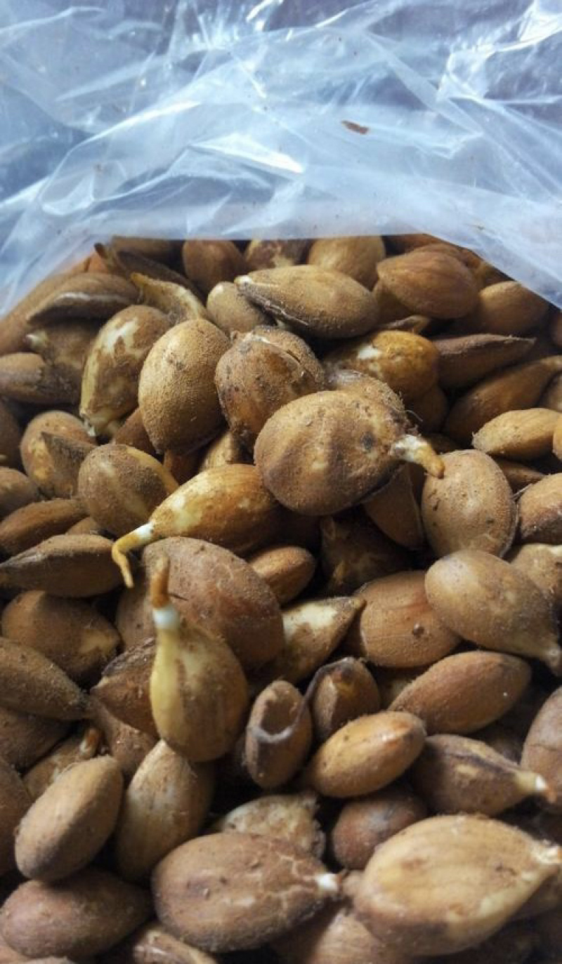 桃芽桃仁毛桃芽，育苗专用2026年鲜桃芽