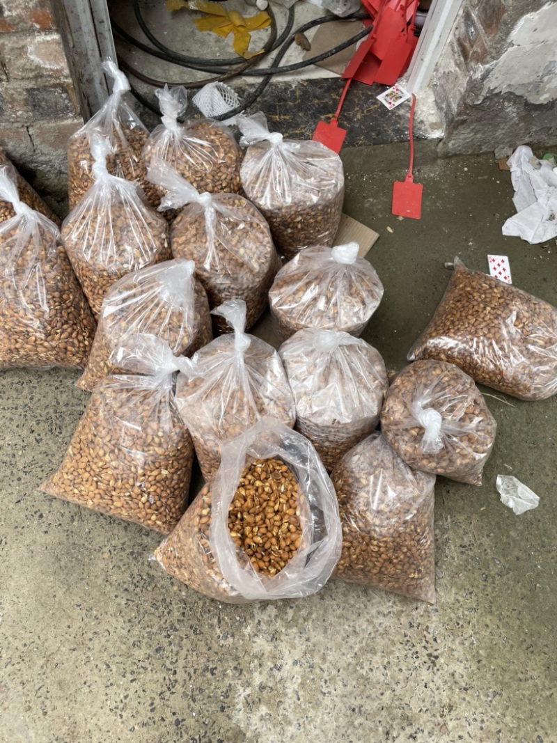 桃芽桃仁毛桃芽，育苗专用2026年鲜桃芽