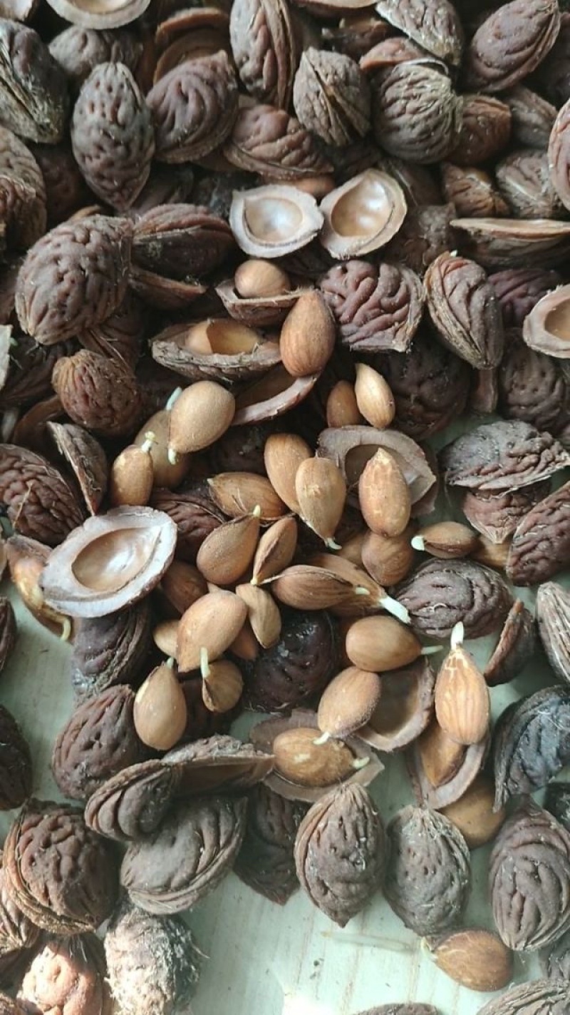 桃芽桃仁毛桃芽，育苗专用2026年鲜桃芽