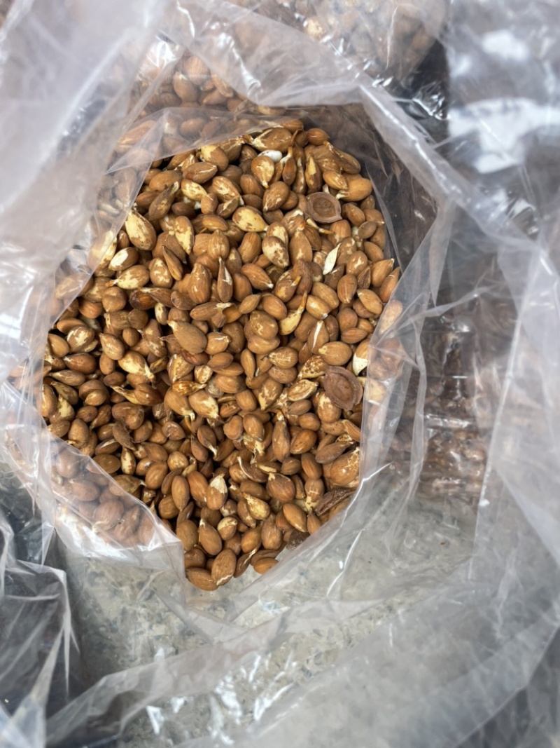 桃芽桃仁毛桃芽，育苗专用2026年鲜桃芽