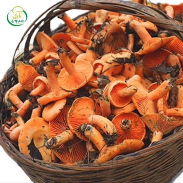 正宗枞树菌零污染纯绿色食品