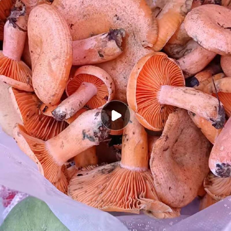 正宗枞树菌零污染纯绿色食品