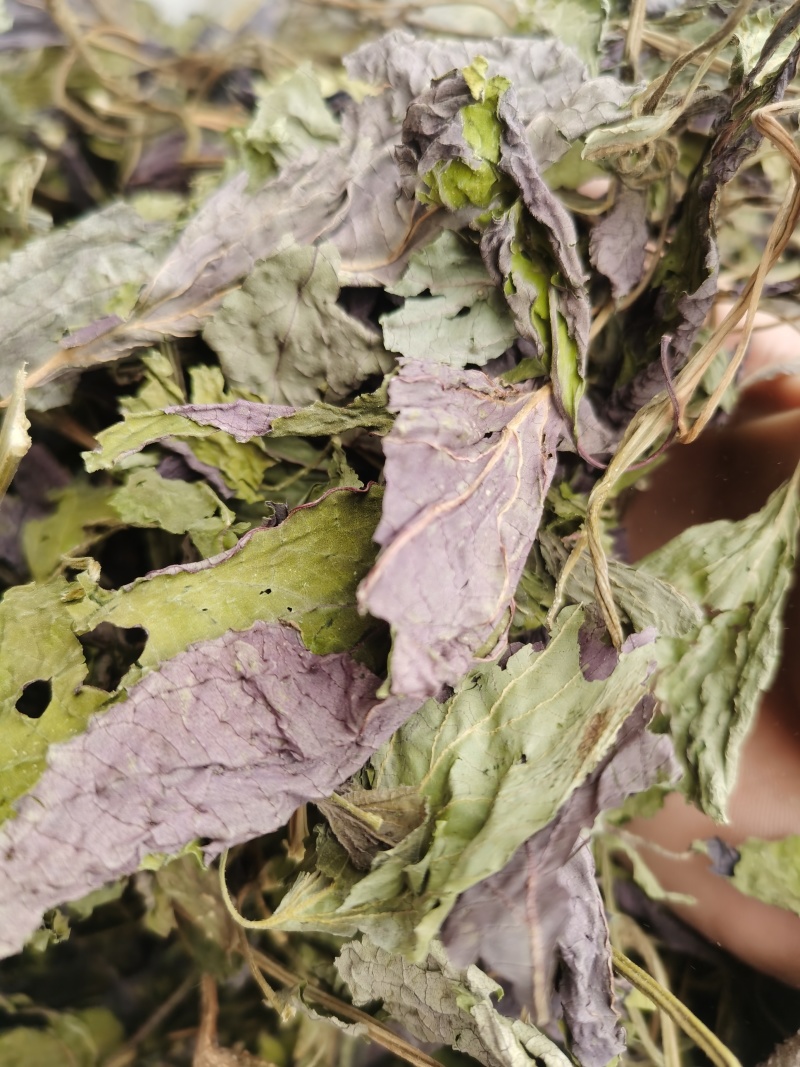 苏叶紫苏叶新货颜色好批发零售各种中药材