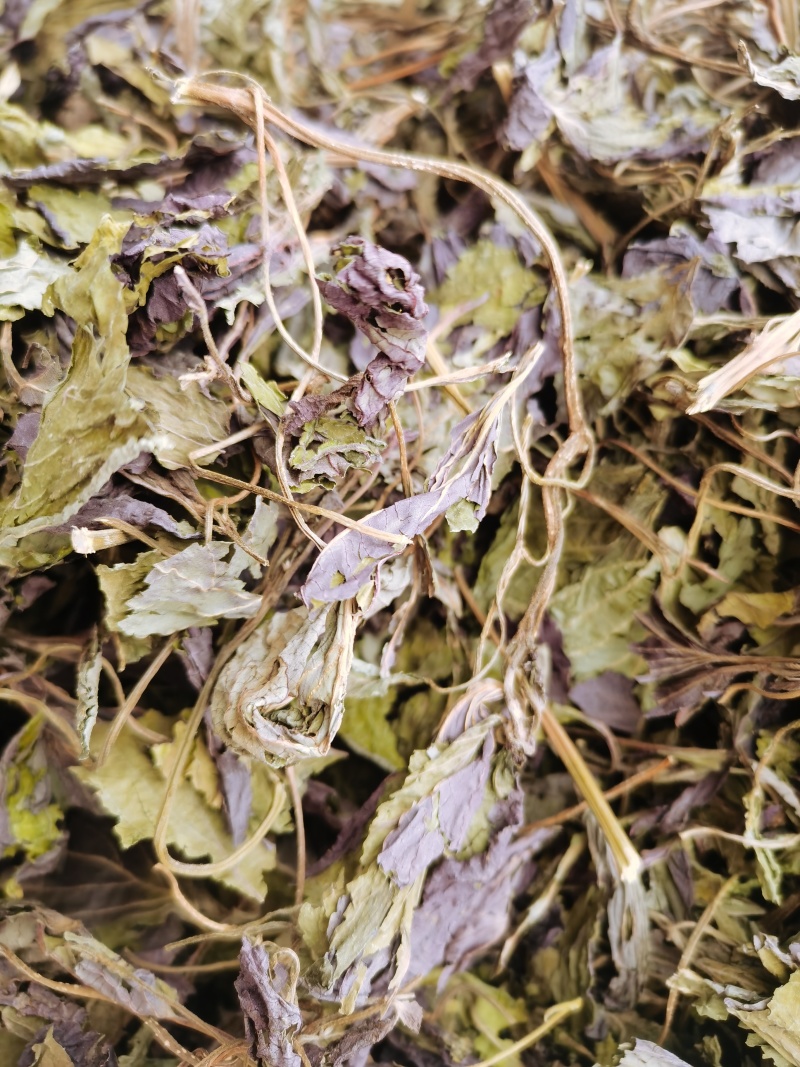 苏叶紫苏叶新货颜色好批发零售各种中药材