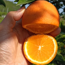 四川绵阳长叶香橙，产地直供，货源充足，质量保证