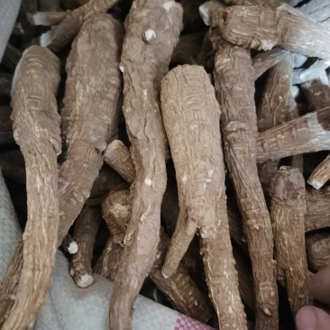 白芷川白芷个各种香料批发零售各种中药材