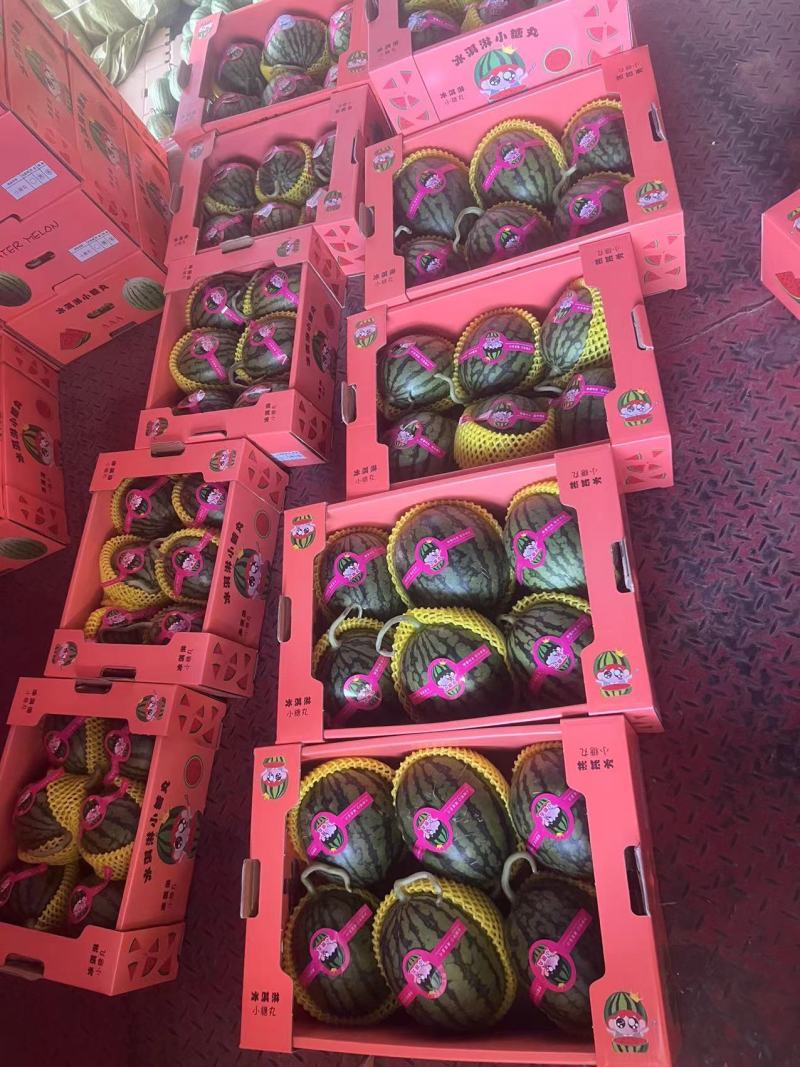 精品2k小糖丸西瓜，个头均匀现货直发，对接各大市场商超