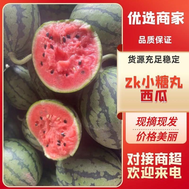 精品2k小糖丸西瓜，个头均匀现货直发，对接各大市场商超