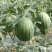 冰激凌西瓜2K西瓜彩虹西瓜小糖丸西瓜头茬大量上市专业代办
