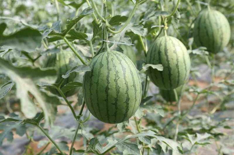 冰激凌西瓜2K西瓜彩虹西瓜小糖丸西瓜头茬大量上市专业代办
