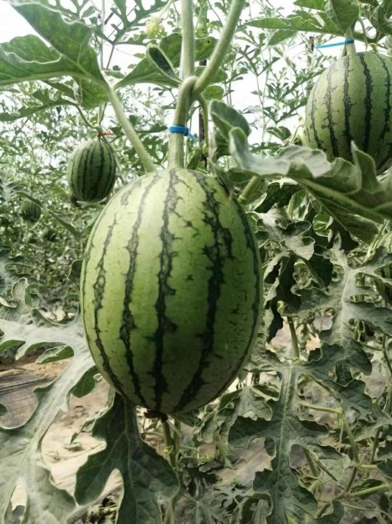 冰激凌西瓜2K西瓜彩虹西瓜小糖丸西瓜头茬大量上市专业代办