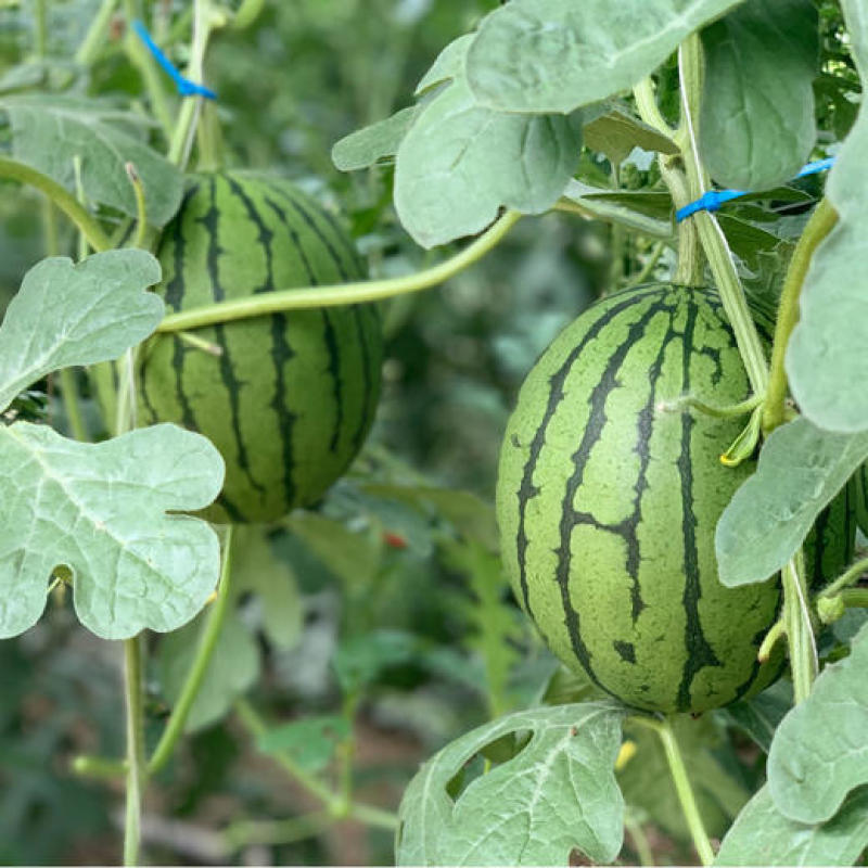 冰激凌西瓜2K西瓜彩虹西瓜小糖丸西瓜头茬大量上市专业代办