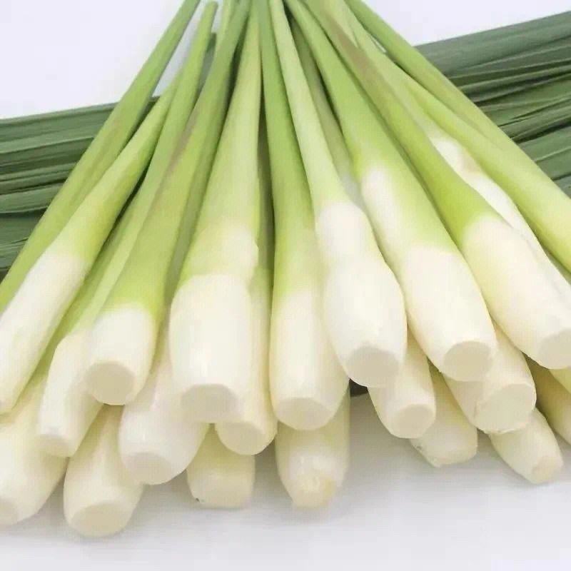 【推荐】茭白种苗美人茭白苗产地直供一手货源全国发货