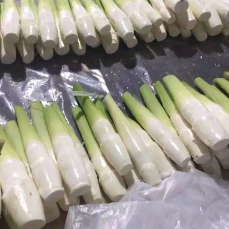 【推荐】茭白种苗美人茭白苗产地直供一手货源全国发货
