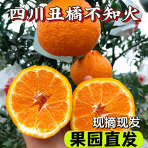 四川丑橘不知火柑橘