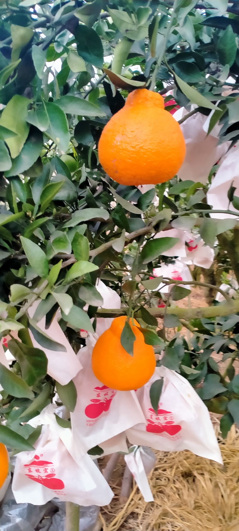 不知火