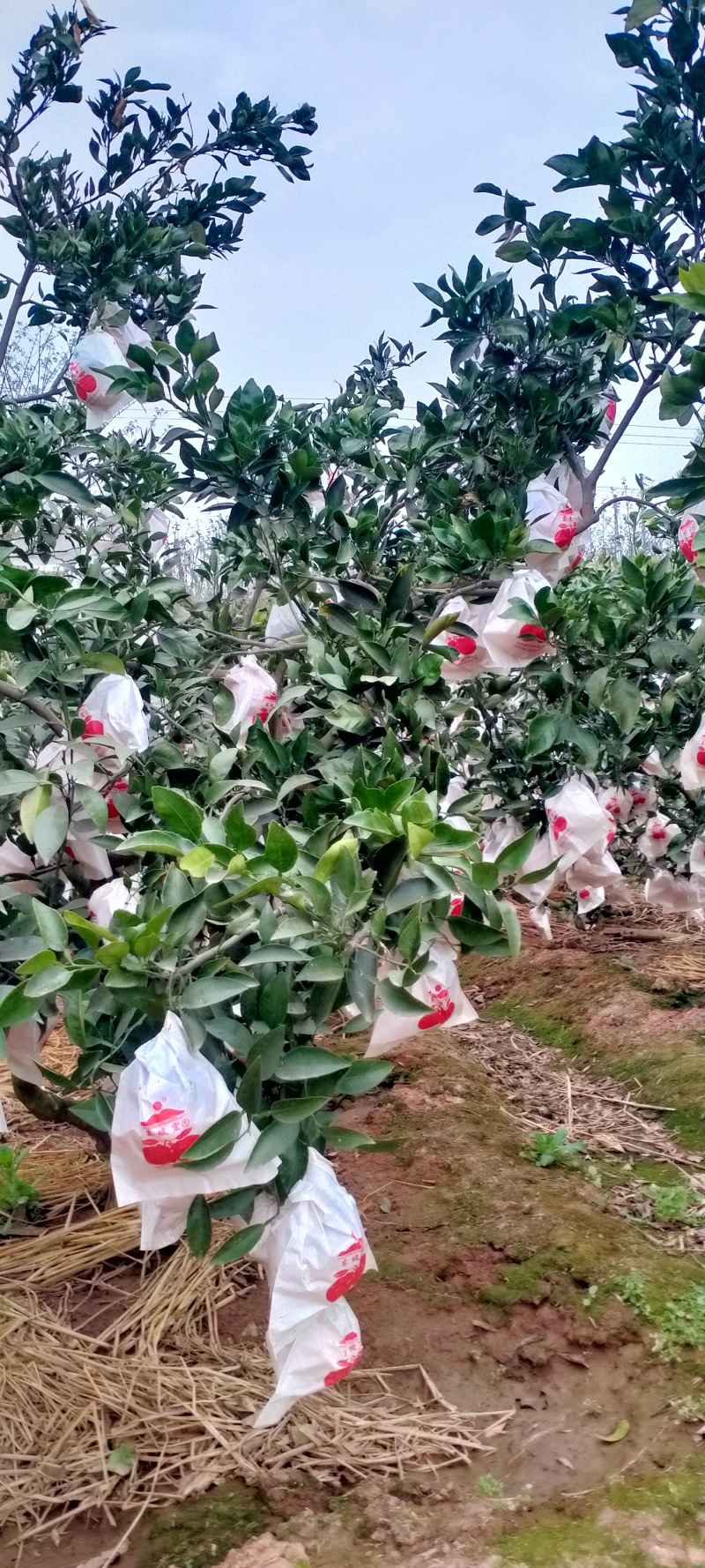 不知火
