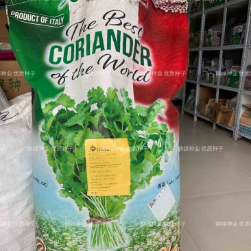 原装进口香菜种子抗热耐寒耐抽苔生长快香味浓