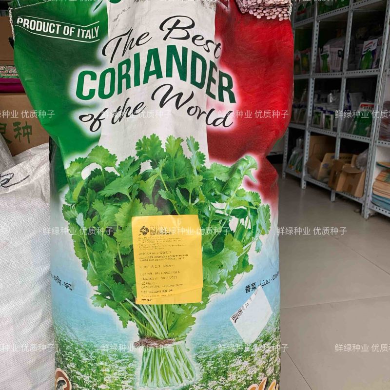 原装进口香菜种子抗热耐寒耐抽苔生长快香味浓