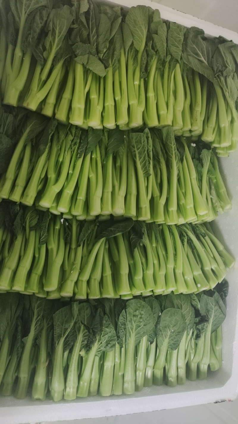 菜心