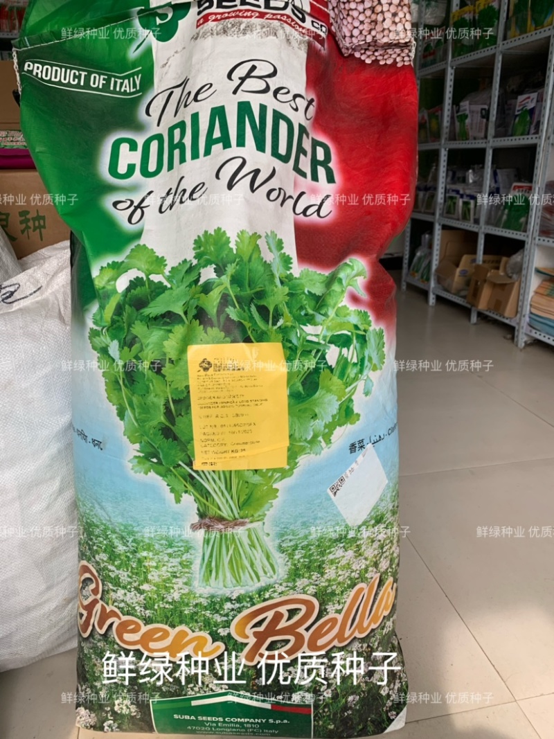 原装进口香菜种子抗热耐寒耐抽苔生长快香味浓