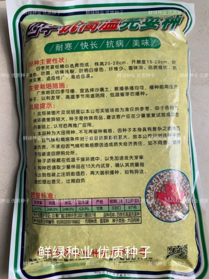 原装进口香菜种子抗热耐寒耐抽苔生长快香味浓