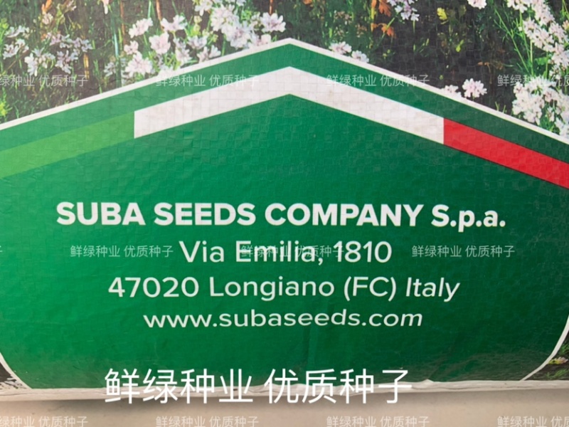 原装进口香菜种子抗热耐寒耐抽苔生长快香味浓