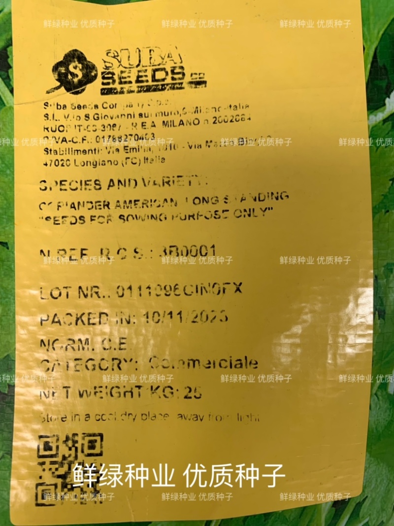 原装进口香菜种子抗热耐寒耐抽苔生长快香味浓
