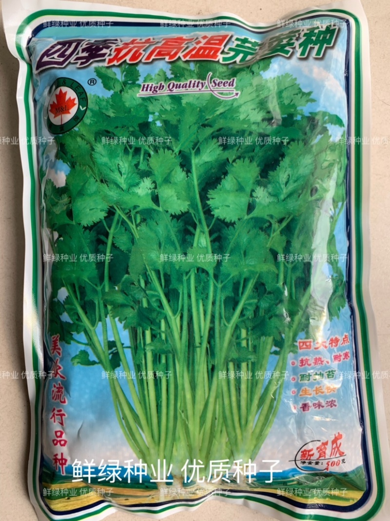 原装进口香菜种子抗热耐寒耐抽苔生长快香味浓
