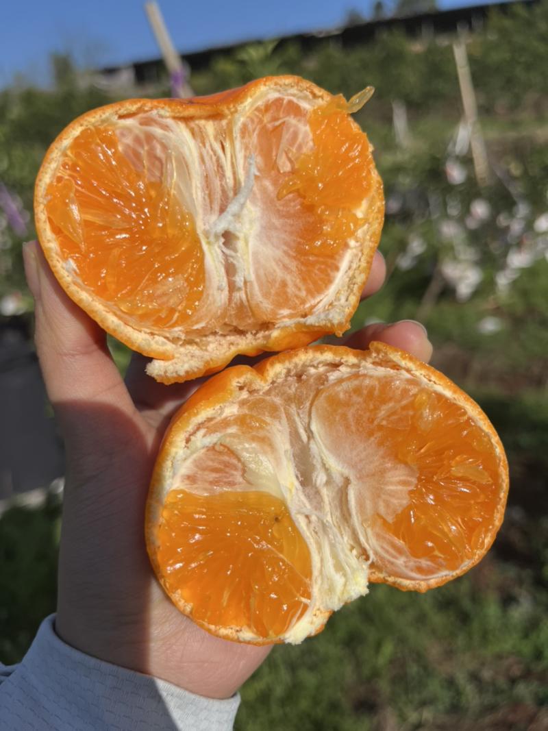 四川明日见柑橘