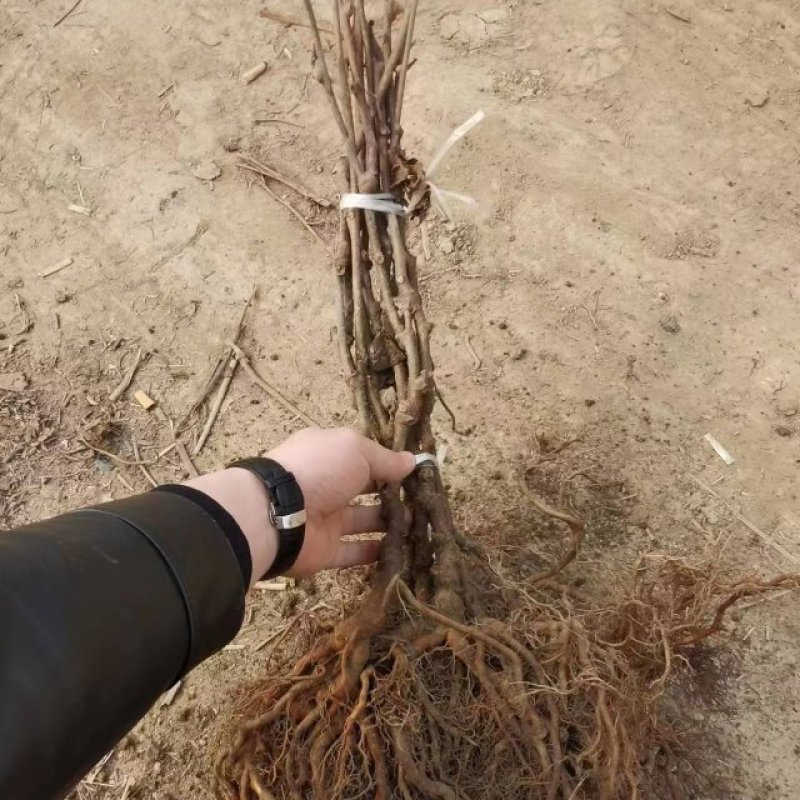 猕猴桃嫁接苗，翠香，徐香，金福，3G，海沃德，红阳