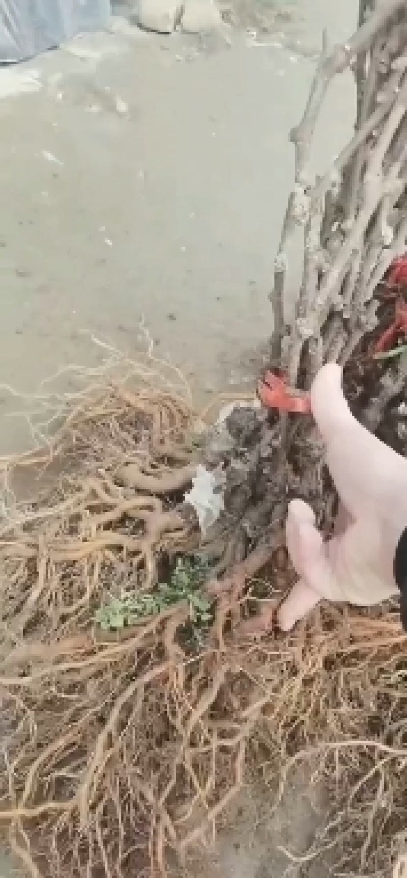 猕猴桃嫁接苗，翠香，徐香，金福，3G，海沃德，红阳