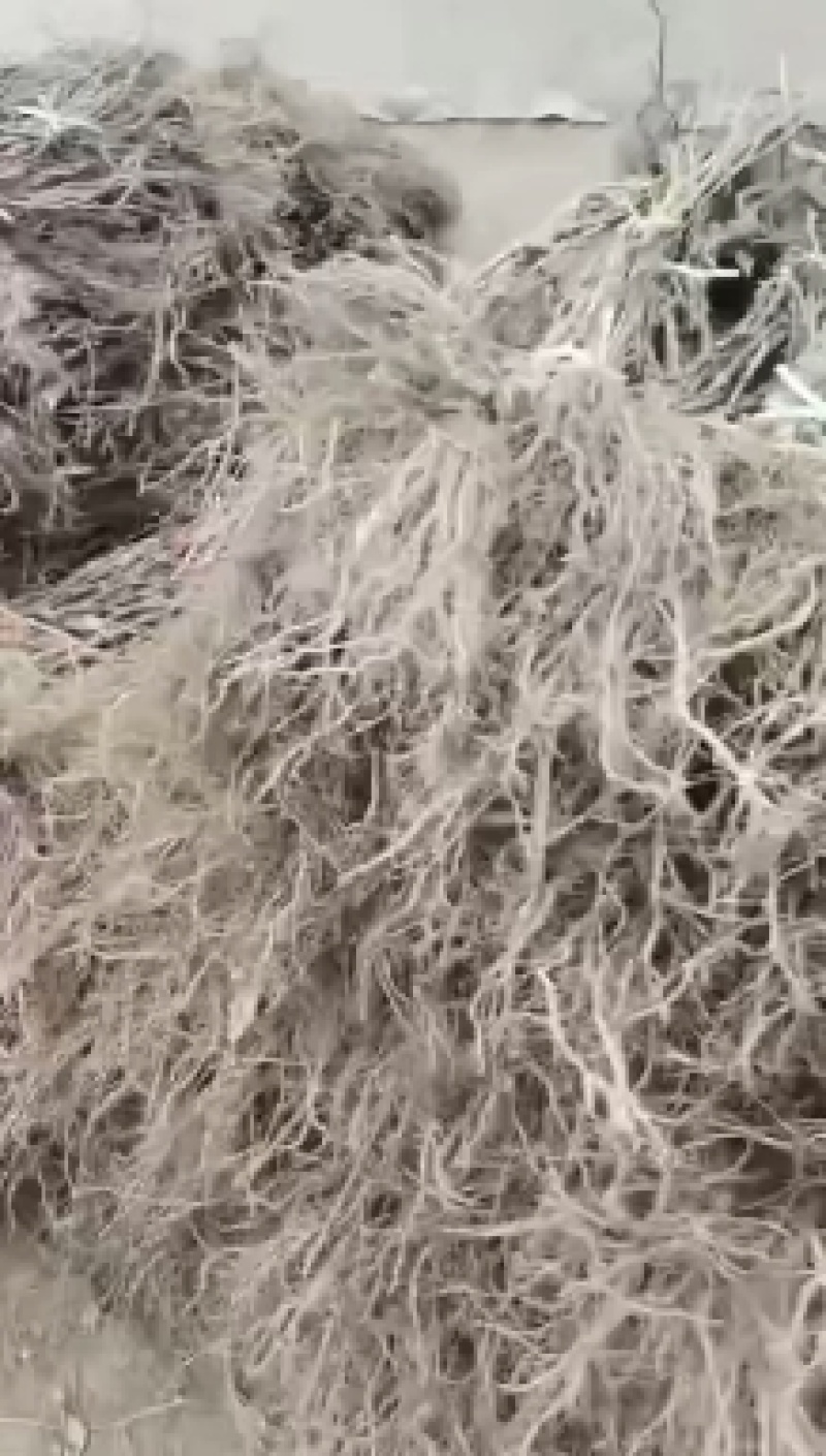 猕猴桃嫁接苗，翠香，徐香，金福，3G，海沃德，红阳