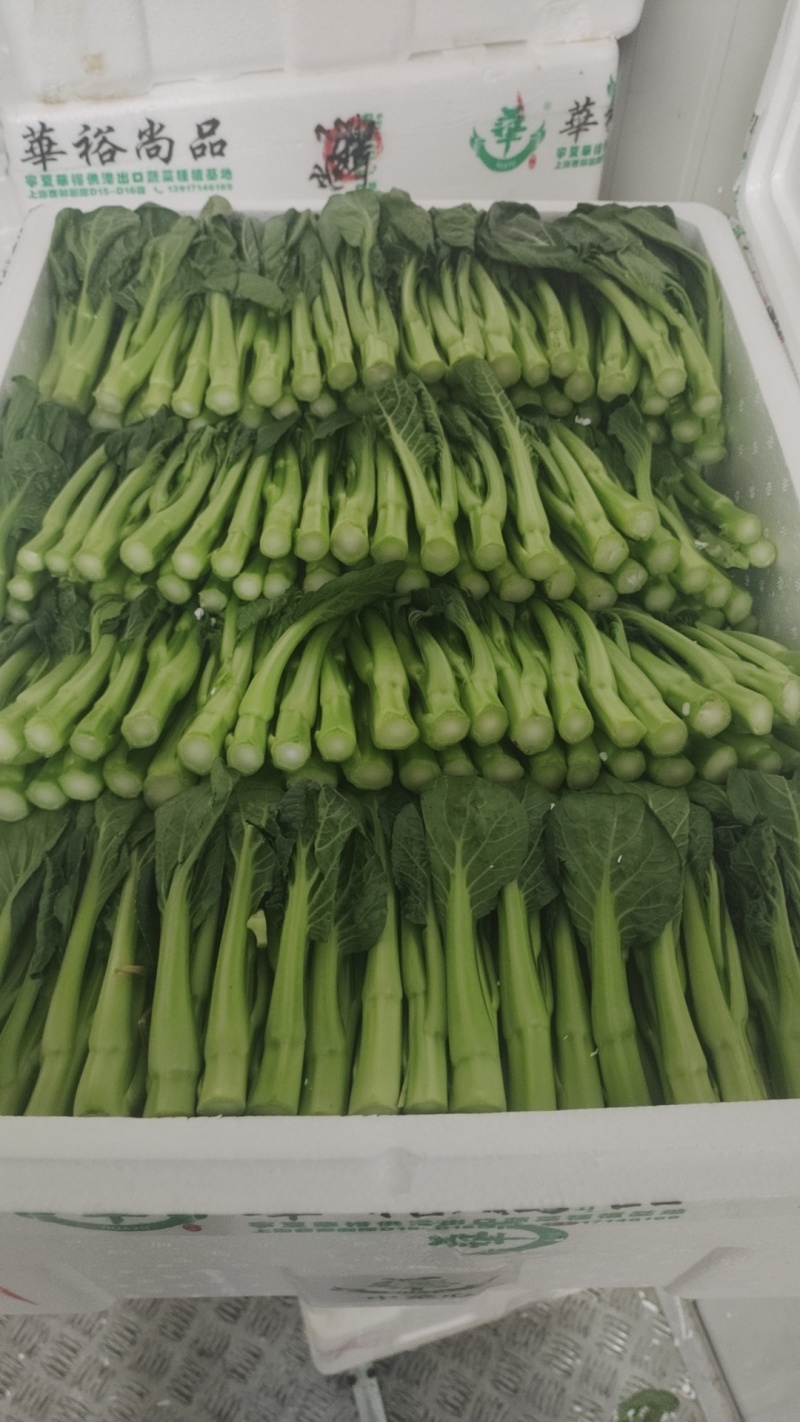 供港菜心