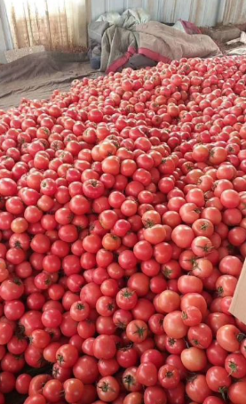 《实力商家》许昌优质西红柿一手货源充足量大从优欢迎选购