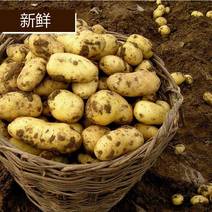《荐》沃5河南精品土豆产地直销价格可议欢迎老板前来选购